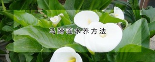 马蹄莲水养方法,第1图