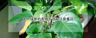 大叶绿萝的养殖方法和注意事项,第1图