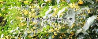 桂花树怎么养殖方法,第1图