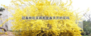 迎春桃花芙蓉都是春天开的花吗,第1图