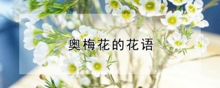 奥梅花的花语,第1图