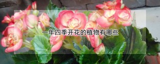 一年四季开花的植物有哪些,第1图