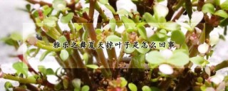 雅乐之舞夏天掉叶子是怎么回事,第1图