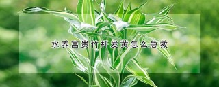 水养富贵竹杆发黄怎么急救,第1图