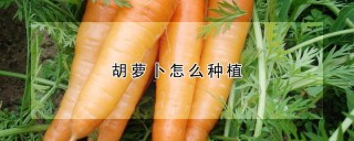 胡萝卜怎么种植,第1图