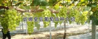 妮娜皇后葡萄品种介绍,第1图