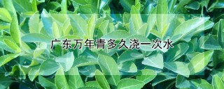 广东万年青多久浇一次水,第1图