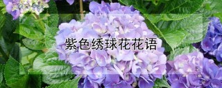 紫色绣球花花语,第1图