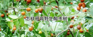 怎样移栽野生酸枣树,第1图