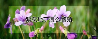 紫花地丁怎么繁殖,第1图