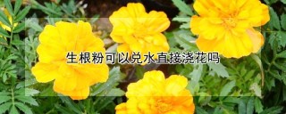 生根粉可以兑水直接浇花吗,第1图