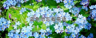 蓝色勿忘我花语,第1图