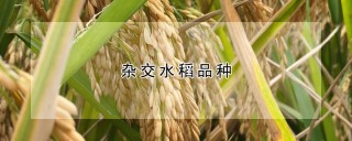 杂交水稻品种,第1图