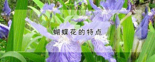 蝴蝶花的特点,第1图