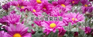 紫色小雏菊花语,第1图