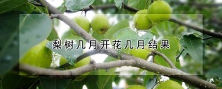 梨树几月开花几月结果,第1图