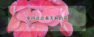 室内适合春天种的花,第1图