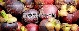 百香果如何种植,第1图