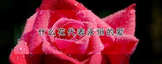 什么花代表永恒的爱,第1图