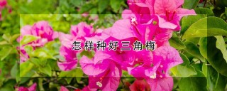 怎样种好三角梅,第1图