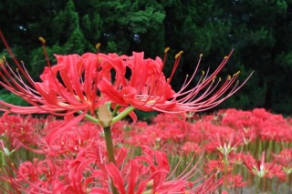 彼岸花的花语是什么,第2图