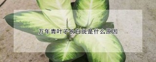 万年青叶子长白斑是什么原因,第1图