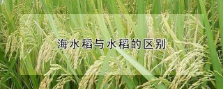 海水稻与水稻的区别,第1图