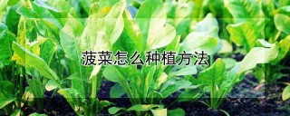 菠菜怎么种植方法,第1图