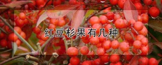 红豆杉果有几种,第1图