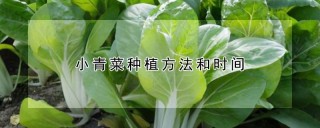 小青菜种植方法和时间,第1图