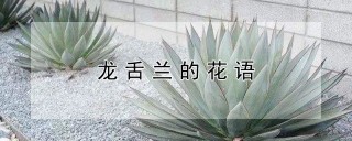 龙舌兰的花语,第1图