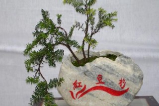 红豆杉的风水作用，象征长寿与不朽,第4图