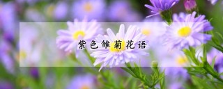 紫色雏菊花语,第1图