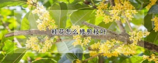 桂花怎么修剪枝叶,第1图