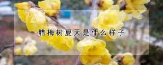 腊梅树夏天是什么样子,第1图