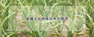 春播大蒜种植技术和管理,第1图