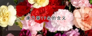 康乃馨19朵的含义,第1图