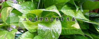 土培绿萝怎么养才茂盛,第1图