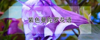 紫色曼陀罗花语,第1图