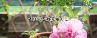 木槿花盆栽养殖方法,第1图