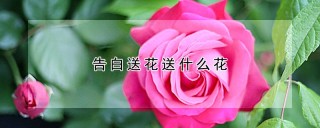 告白送花送什么花,第1图