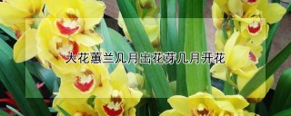 大花蕙兰几月出花芽几月开花,第1图