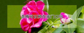 茶梅可以种在家门口吗,第1图