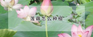 莲藕怎么种植,第1图