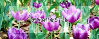 紫色的郁金香花语,第1图