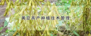 黄豆高产种植技术管理,第1图