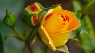 黄玫瑰的花语,第1图