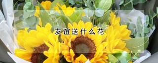 友谊送什么花,第1图