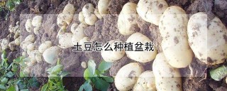 土豆怎么种植盆栽,第1图