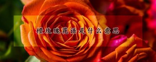 橙玫瑰花语是什么意思,第1图